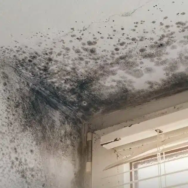 Condensation mould on wall; mitigated by MVHR and moisture control.